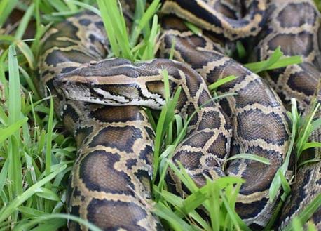 A python rests coiled in the grass
