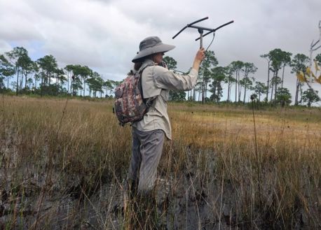 A biologist tracks a python using a radio antenna