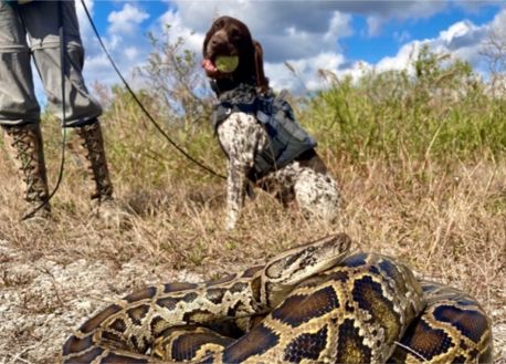 A trained python detector dog enjoys a tennis ball toy