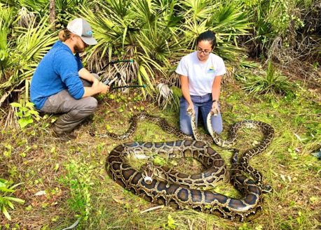 Python reserach team with tracked pythons