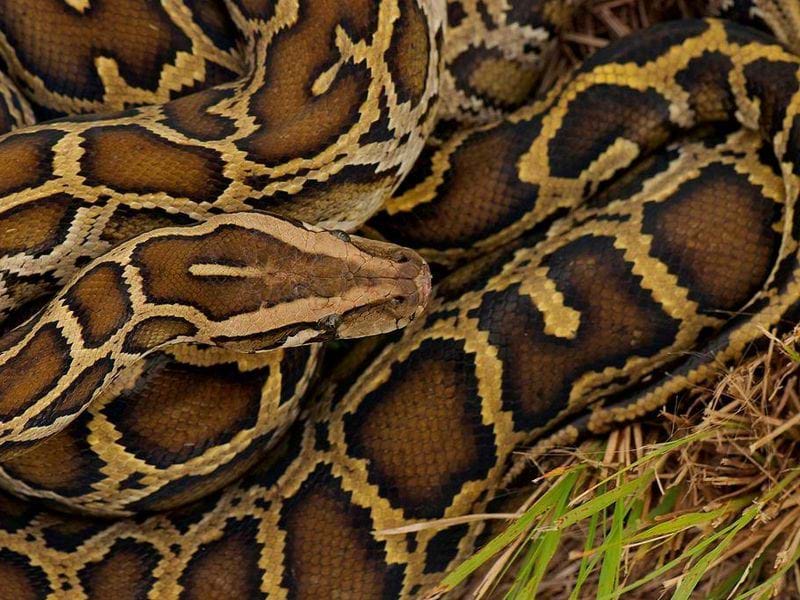 A Burmese Python Coiled In The Grass In The Everglades