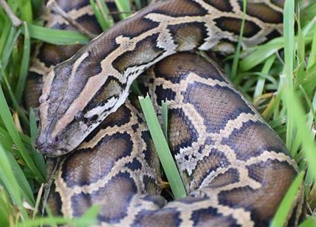 Invasive Python Problem FPCP