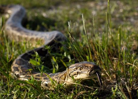 A python slithers through the grass