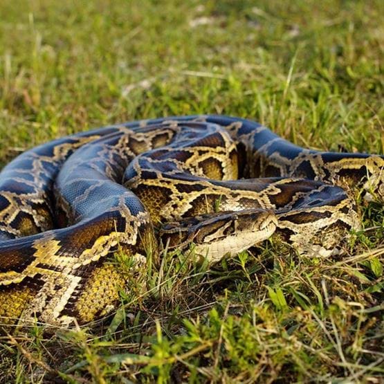 A python viewed from the side with full body visible