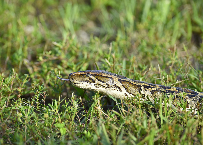 A python tongue is visbile as the snake moves through the grass