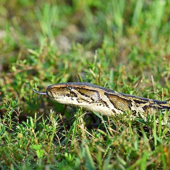 A python tongue is visbile as the snake moves through the grass