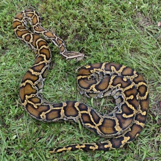An image showing the full body of an adult python
