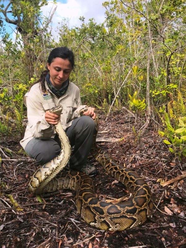 Resreacher holds a tracked Burmese python with her hand