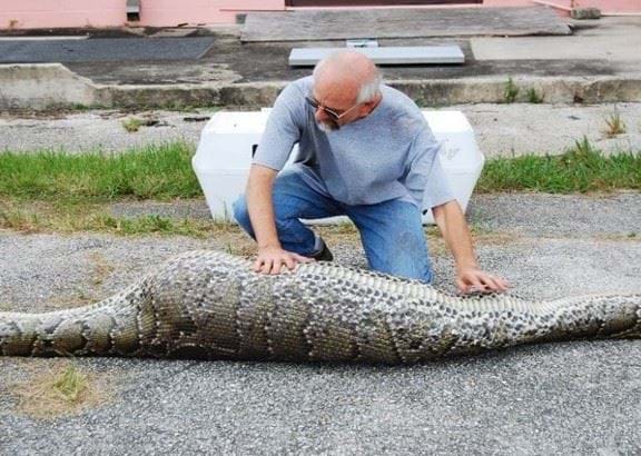 Biologist examines python with a deer in the stomach
