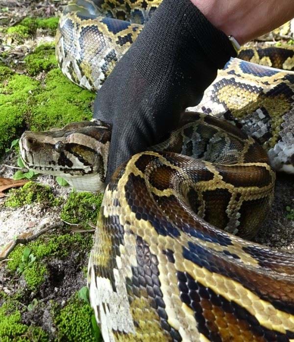 A python is held safely by a biolgist