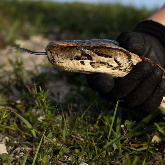 A gloved hand grasps a python near the jawbones