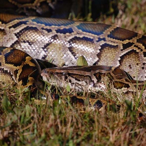 Python in grass