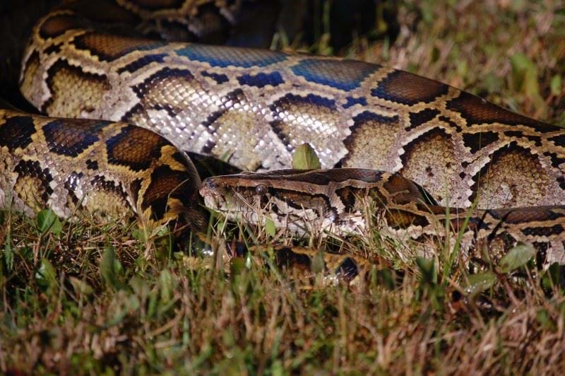 Python in grass