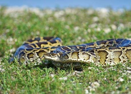 a python moves across the grass and rocks