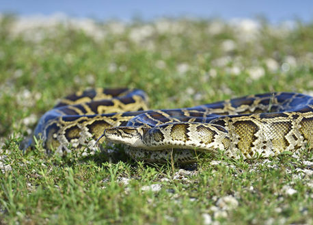 a python moves across the grass and rocks
