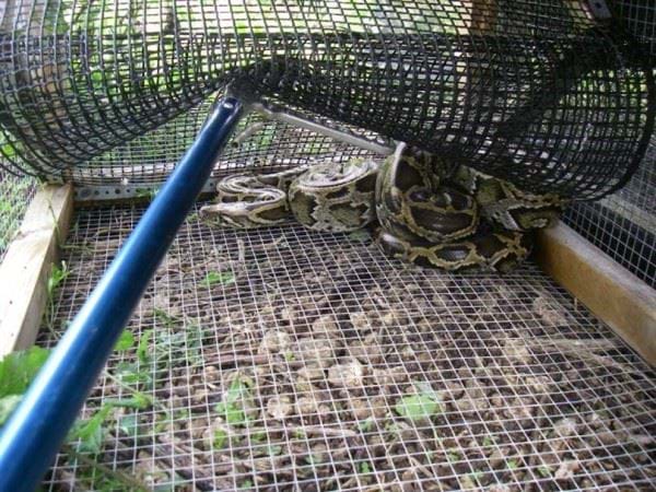Python in a trap